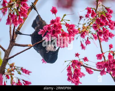TUI-Vogel, der kopfüber auf Baumzweigen thront und sich von rosa Blüten ernährt. Stockfoto