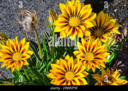 Rot-gelbe Gazania, Allgaeu, Bayern, Deutschland Stockfoto