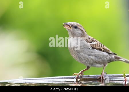 Hausspatzen (Passer domesticus) trinken in einem Vogelbad Stockfoto