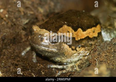 Detaillierte Nahaufnahme eines bändernden Bullen oder molligen Frosches, Kaloula pulchra, der in einem Terrarium im Tierhandel sitzt Stockfoto