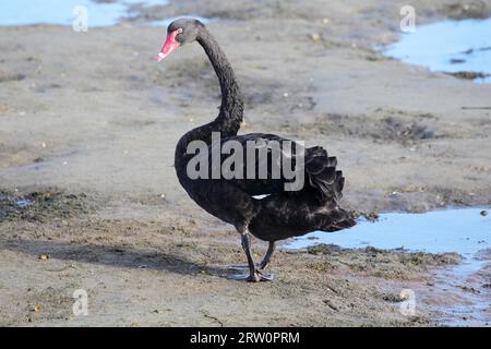 Schwarzer Schwan (Cygnus atratus) am Ufer des Lake King in Lakes Entrance, Victoria, Australien Stockfoto