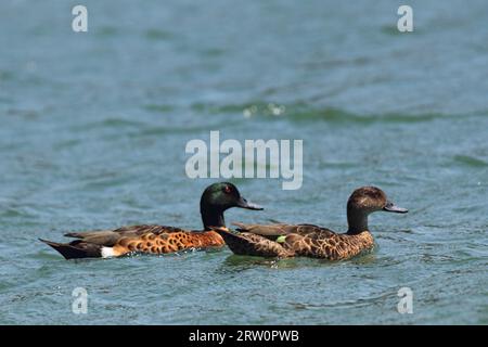 Ein Paar kastanienbraune Teals (Anas castanea) schwimmen im Wasser des Durras Lake im Murramarang National Park, Australien Stockfoto