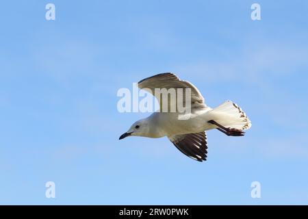 Silbermöwe (Chroicocephalus novaehollandiae) im Flug am Ufer des Lake King in Lakes Entrance, Victoria, Australien Stockfoto