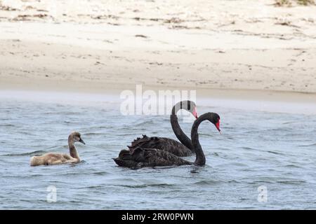 Schwarze Schwäne (Cygnus atratus) schwimmen in seichtem Wasser am Ufer des Lake King in Lakes Entrance, Victoria, Australien Stockfoto