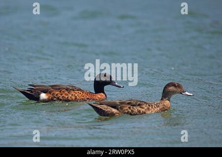 Ein Paar kastanienbraune Teals (Anas castanea) schwimmen im Wasser des Durras Lake im Murramarang National Park, Australien Stockfoto