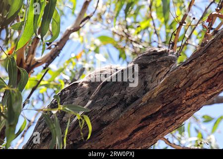 Two Tawny (Podargus strigoides) Frogmouths gut getarnt auf einem Baumzweig auf Raymond Island in Lake King, Victoria, Australien. Zwei Tawny Stockfoto