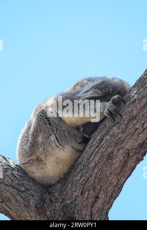 Ein Koala (Phascolarctos cinereus) schläft auf einem Eukalyptusbaum auf Raymond Island im Lake King, Victoria, Australien Stockfoto