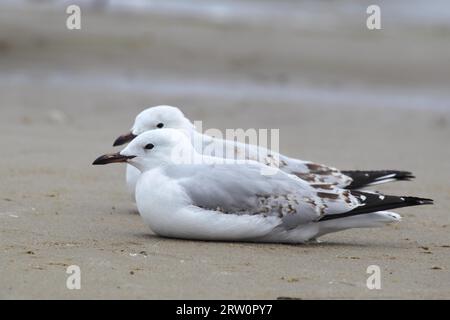 Zwei Silbermöwen (Chroicocephalus novaehollandiae) liegen am Strand am Ufer des Lake King in Lakes Entrance, Victoria, Australien Stockfoto