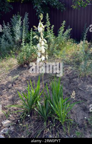 Blumen wachsen auf den Straßenhäusern, die die Augen von Passanten erfreuen. Große weiß-gelbe, goldene Blütenstände von Outdoor-Yucca im Sonnenlicht. Stockfoto