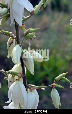 Blumen wachsen auf den Straßenhäusern, die die Augen von Passanten erfreuen. Große weiß-gelbe, goldene Blütenstände von Outdoor-Yucca im Sonnenlicht. Stockfoto