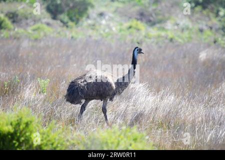 EMU (Dromaius novaehollandiae) im Wilsons Promontory National Park, Victoria, Australien Stockfoto