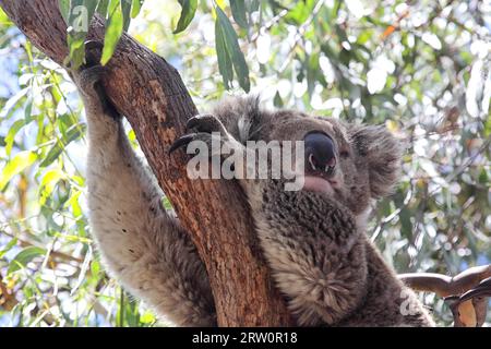Ein Koala (Phascolarctos cinereus) sitzt auf einem Eukalyptusbaum auf Raymond Island im Lake King, Victoria, Australien Stockfoto