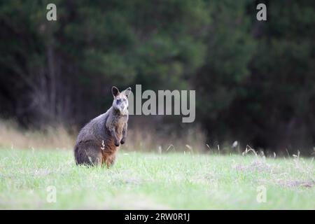 Sumpftapaby (Wallabia bicolor) auf Phillip Island, Victoria, Australien Stockfoto