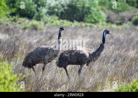 Emus (Dromaius novaehollandiae) im Wilsons Promontory National Park, Victoria, Australien Stockfoto