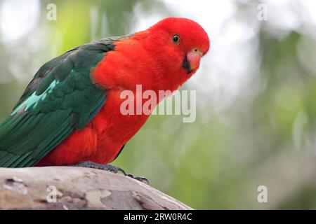 Männlicher australischer Königspapagei (Alisterus scapularis) sitzt auf einem Zweig am Kennett River an der Great Ocean Road, Victoria, Australien. King Sittich Stockfoto