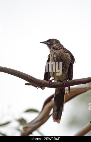 Rotwattlebird (Anthochaera carunculata) sitzt auf einem Zweig auf Phillip Island, Victoria, Australien Stockfoto