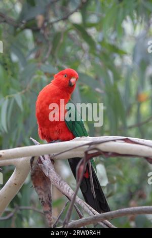 Männlicher australischer Königspapagei (Alisterus scapularis) sitzt auf einem Zweig am Kennett River an der Great Ocean Road, Victoria, Australien. King Sittich Stockfoto