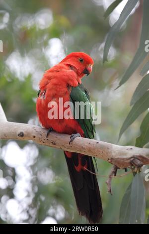 Männlicher australischer Königspapagei (Alisterus scapularis) sitzt auf einem Zweig am Kennett River an der Great Ocean Road, Victoria, Australien. King Sittich Stockfoto