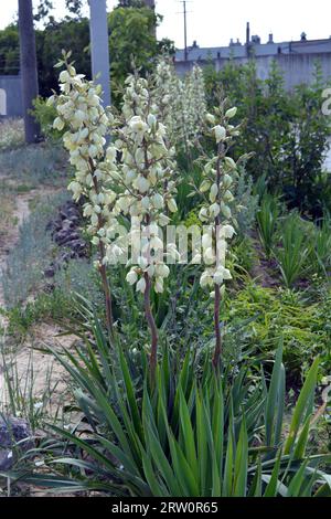 Blumen wachsen auf den Straßenhäusern, die die Augen von Passanten erfreuen. Große weiß-gelbe, goldene Blütenstände von Outdoor-Yucca im Sonnenlicht. Stockfoto