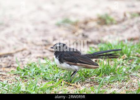 Willy Bachtail (Rhipidura leucophrys) sitzt auf einer Wiese in Victor Harbor, South Australia, Australien Stockfoto
