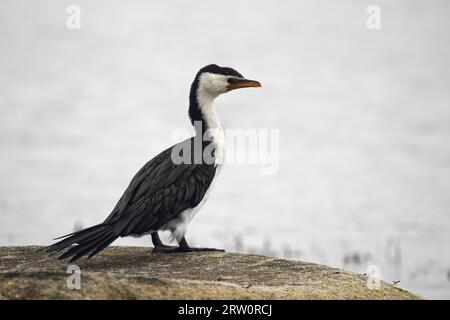 Kleiner roher Kormoran (Microcarbo melanoleucos) sitzt am Ufer in Victor Harbor, South Australia, Australien Stockfoto