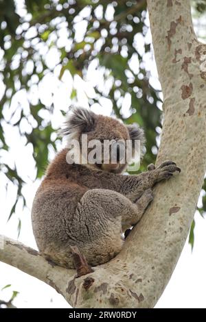Ein Koala (Phascolarctos cinereus) sitzt in einer Zweiggabel im Tower Hill Wildlife Reserve bei Warrnambool, Victoria, Australien Stockfoto