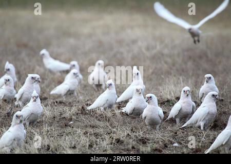 Eine Herde kleiner Korallen (Cacatua sanguinea) in einem Feld auf Kangaroo Island, South Australia, Australien Stockfoto