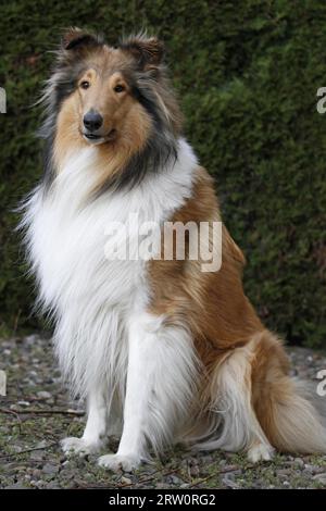 Langhaariger Collie Stockfoto