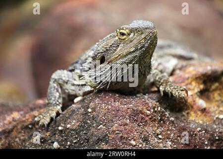 Ostbärtiger Drache (Pogona barbata) in Queensland, Australien Stockfoto