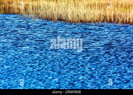 Nahansicht des Wassers der Lagune von Gialova. Die Lagune von Gialova ist eines der wichtigsten Feuchtgebiete in Europa, da sie den Südthernmo darstellt Stockfoto