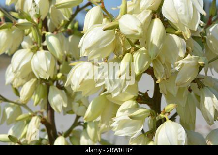 Blumen wachsen auf den Straßenhäusern, die die Augen von Passanten erfreuen. Große weiß-gelbe, goldene Blütenstände von Outdoor-Yucca im Sonnenlicht. Stockfoto