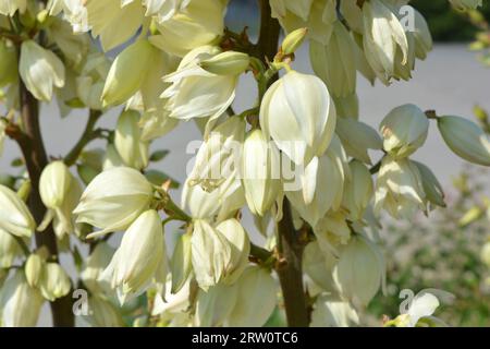 Blumen wachsen auf den Straßenhäusern, die die Augen von Passanten erfreuen. Große weiß-gelbe, goldene Blütenstände von Outdoor-Yucca im Sonnenlicht. Stockfoto