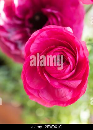 Dunkelrosa Ranunculus blüht Stockfoto