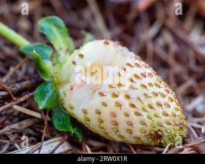 Eine noch unreife weiße Erdbeere mit einem Bissen, der von einem Gartenschädling herausgenommen wurde Stockfoto