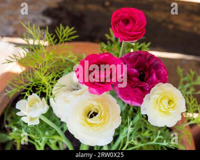 Dunkelrosa und weiße Ranunculus- oder Buttercup-Blüten, die in einem Topf in einem australischen Garten blühen und wachsen Stockfoto