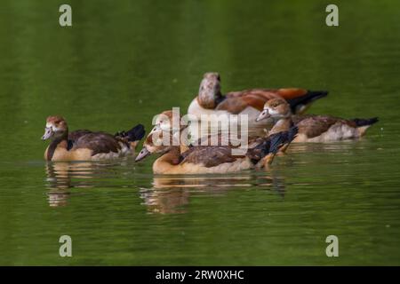 Junge ägyptische Gänse auf dem Teich, junge ägyptische Gänse auf dem Wasser Stockfoto