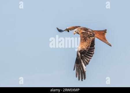 Fliegender Red Kite, Roter Kite im Flug Stockfoto