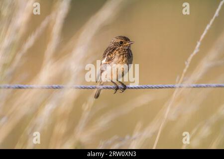 Der junge Stonechat sitzt an einem Drahtseil, Stonechat schweigt Stockfoto