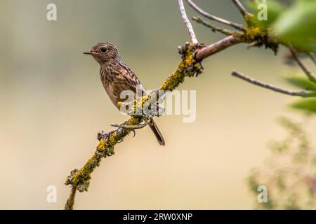 Der junge Stonechat sitzt auf einem Ast, Ein junger Stonechat sitzt auf einem Ast Stockfoto