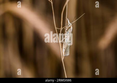 Weißer Grasbohrer auf einem Grasstock, Ein satiniertes graues Furnier auf einem Grasstock Stockfoto