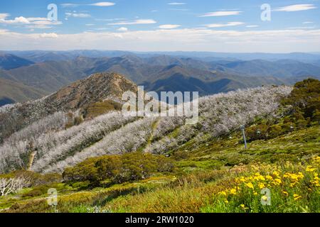 Im Sommer Blick vom Mt Buller über wenig Buller Sporn und der Viktorianischen Alpen in Australien Stockfoto