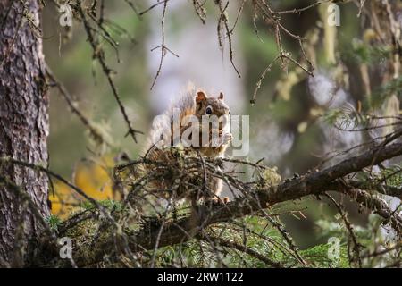 Rotes Eichhörnchen in einem Baum knabbert an einem Kegel, Chena River State Park, Alaska Stockfoto