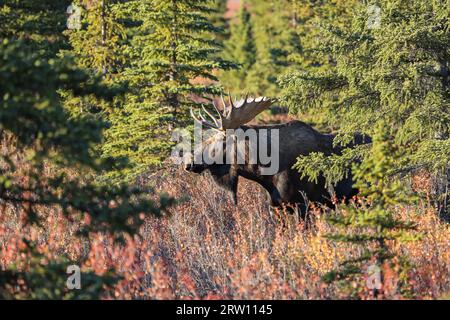 Beeindruckende männliche Elche im späten Nachmittag Licht und Herbstlandschaft im Denali National Park, Al Stockfoto