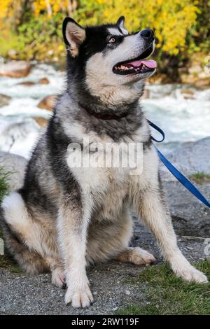 Beeindruckende Husky dog sitting, Hatcher Pass Scenic Road, Alaska Stockfoto