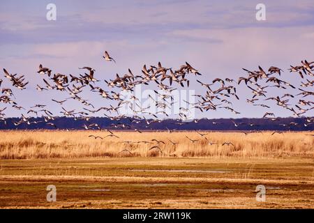 Eine Herde kanadischer Gänse am Abend Stockfoto
