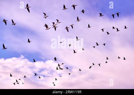 Eine Herde kanadischer Gänse am Abend Stockfoto