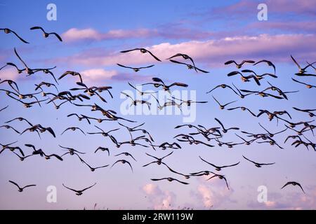Eine Herde kanadischer Gänse am Abend Stockfoto
