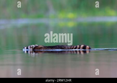 Waschbär (Procyon lotor), schwimmendes Tier, Naturpark Peenetal Flusslandschaft, Mecklenburg-Vorpommern, Deutschland Stockfoto