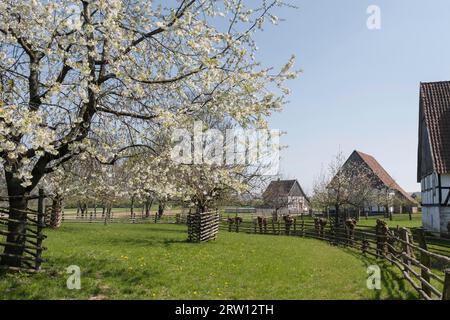 Westfälisches Regionalmuseum für Folklore, Landschaftsverband Westfalen-Lippe, LWL-Freilichtmuseum, Detmold, Nordrhein-Westfalen, Deutschland Stockfoto