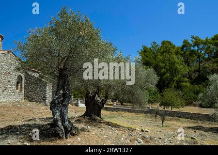 Alte Olivenbäume (Olea europaea), Kloster Moni Thari in der Nähe von Laerma aus dem 12. Jahrhundert, gewidmet St. Michael, einer der wichtigsten Stockfoto